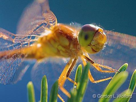 Dragonfly On A Pine_51358.jpg - Photographed near Carleton Place, Ontario, Canada.